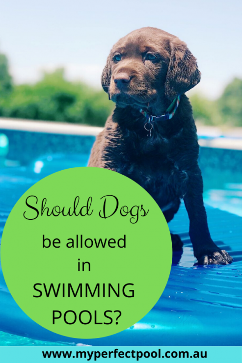 are dogs allowed in swimming pools